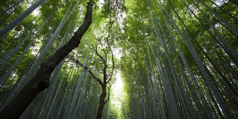 高防DNS域名解析技术白皮书解读
